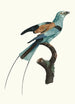 Le Rollier long brins d'Afrique mâle - Jacques Barraband — artwork view