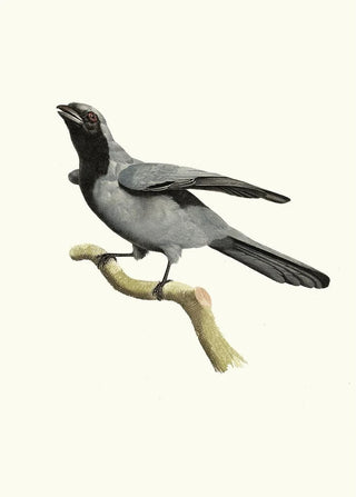 Jacques Barraband - Le Rollier masque noir.webp