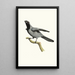 Le Rollier masque noir - Jacques Barraband — framed artwork on a wall