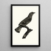 Le Rollier varié d'Afrique - Jacques Barraband — framed artwork on a wall