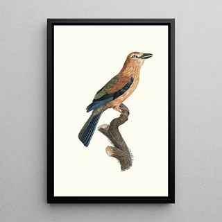 Jacques Barraband - Le Rollier vari dAfrique jeune ge.webp