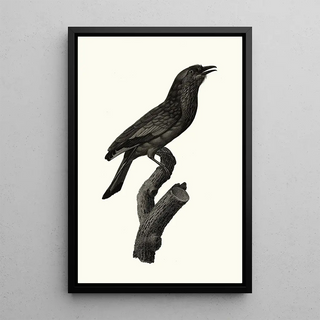 Jacques Barraband - Le Rollier vari des Moluques.webp