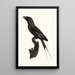 Le Rollier ventre bleu - Jacques Barraband — framed artwork on a wall