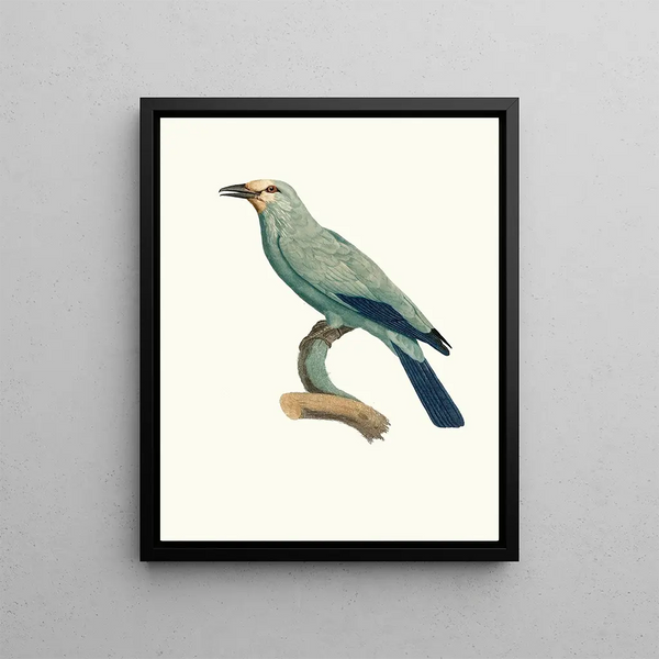 The Green Roller - Jacques Barraband — framed artwork on a wall