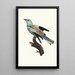 The Common Roller male - Jacques Barraband — framed artwork on a wall