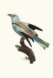 The Common Roller male - Jacques Barraband — artwork view