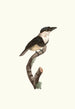 Le Tamatia plastron noir - Jacques Barraband — artwork view