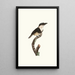 Le Tamatia plastron noir - Jacques Barraband — framed artwork on a wall