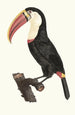 Le Toucan - Jacques Barraband — artwork view