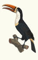 Le Toucan collier jaune - Jacques Barraband — artwork view