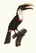Le Tocard - Jacques Barraband — artwork view
