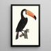 Le Toco - Jacques Barraband — framed artwork on a wall