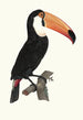Le Toco - Jacques Barraband — artwork view