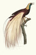 The Great Emerald Bird of Paradise Male - Jacques Barraband — artwork view
