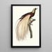 The Great Emerald Bird of Paradise Male - Jacques Barraband — framed artwork on a wall