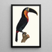 The Great Toucan with Orange Throat - Jacques Barraband — framed artwork on a wall