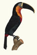 The Great Toucan with Orange Throat - Jacques Barraband — artwork view