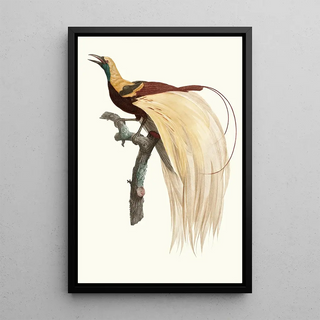 Jacques Barraband - Le petit Oiseau de paradis Emeraude mle.webp