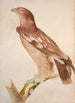 Tacheted eagle painting - Jacques Barraband — artwork view