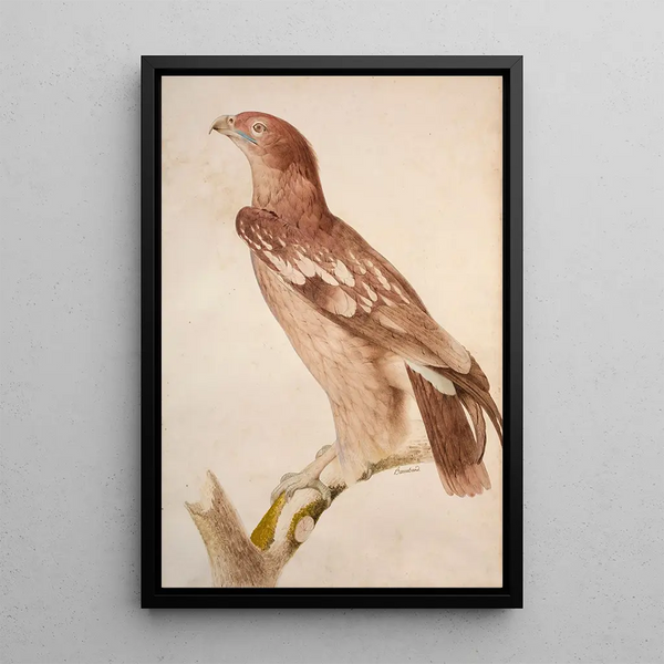 Tacheted eagle painting - Jacques Barraband — framed artwork on a wall