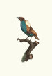 Variety of the Magnificent - Jacques Barraband — artwork view