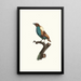 Variety of the Magnificent - Jacques Barraband — framed artwork on a wall