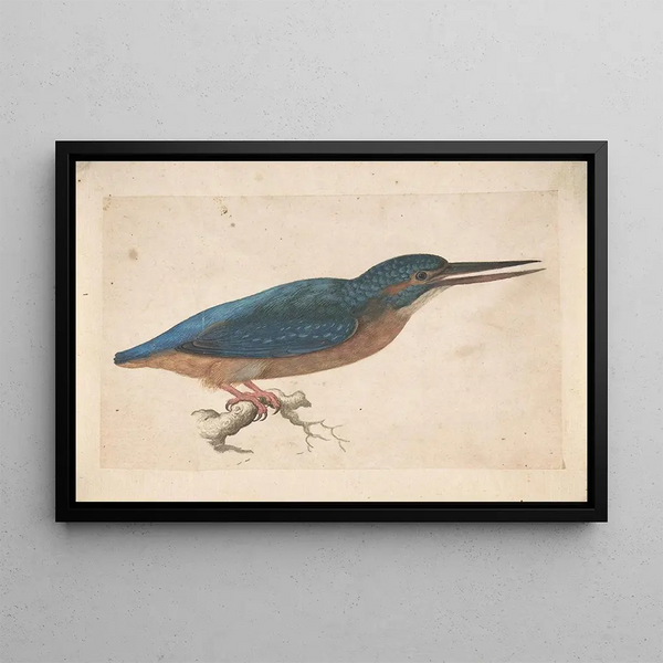 a Kingfisher on a Branch - Jacques Le Moyne de Morgues — framed artwork on a wall