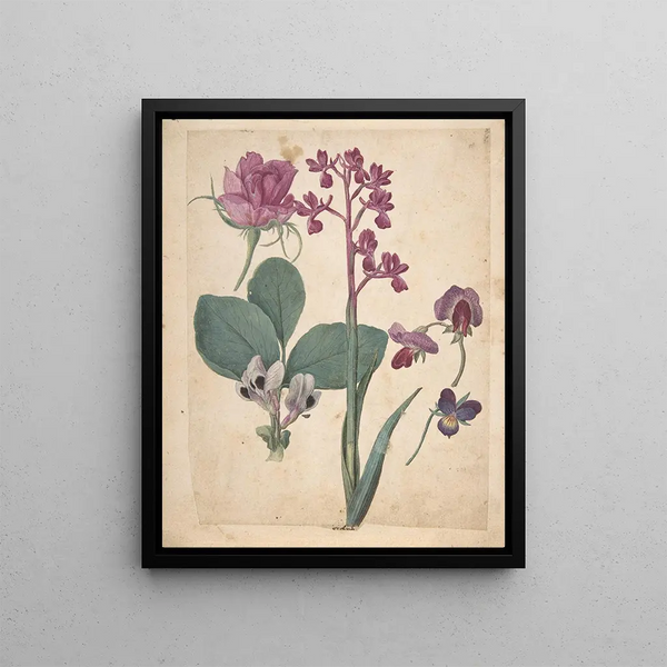 a study sheet of flowers: a rose, a pansy, a sweet pea, a garden pea, and a loose-flowered orchid - Jacques Le Moyne de Morgues — framed artwork on a wall