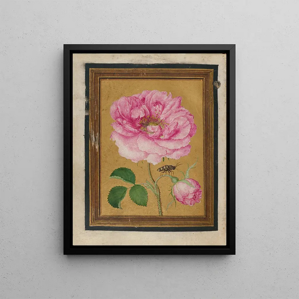 flower, butterfly, and insect paintings Pl6 - Jacques Le Moyne de Morgues — framed artwork on a wall