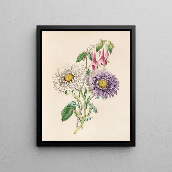 Aster of China and Fuchsia - James Ackerman — framed artwork on a wall