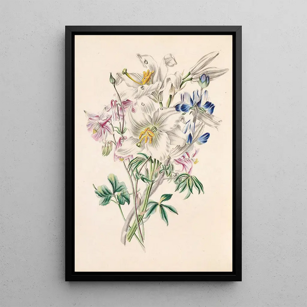Ancolie lys blanc et lupin - James Ackerman — framed artwork on a wall