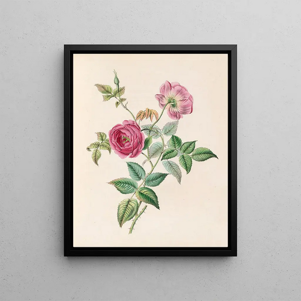 La Rose - James Ackerman — framed artwork on a wall