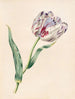 La Tulipe - James Ackerman — artwork view