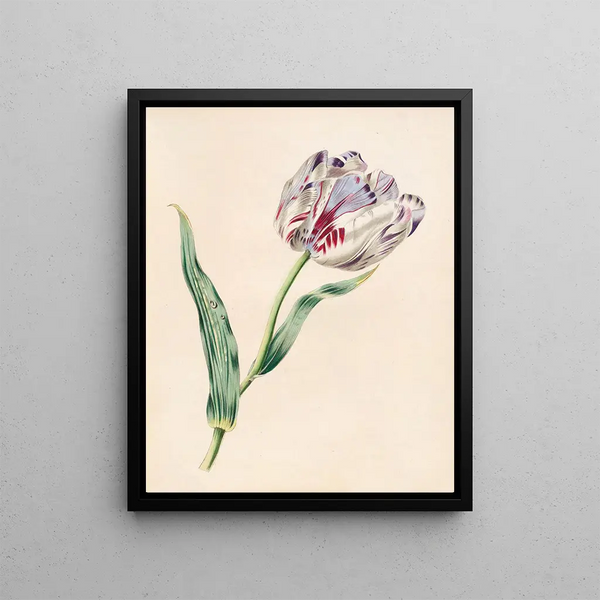 La Tulipe - James Ackerman — framed artwork on a wall