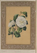 The Camellia - James Andrews — artwork view