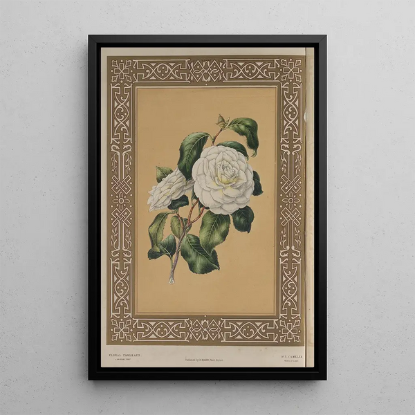 The Camellia - James Andrews — framed artwork on a wall