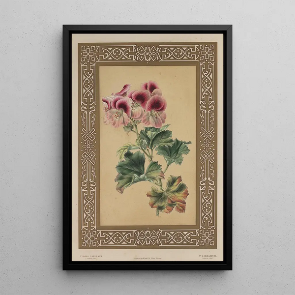 The Geranium - James Andrews — framed artwork on a wall