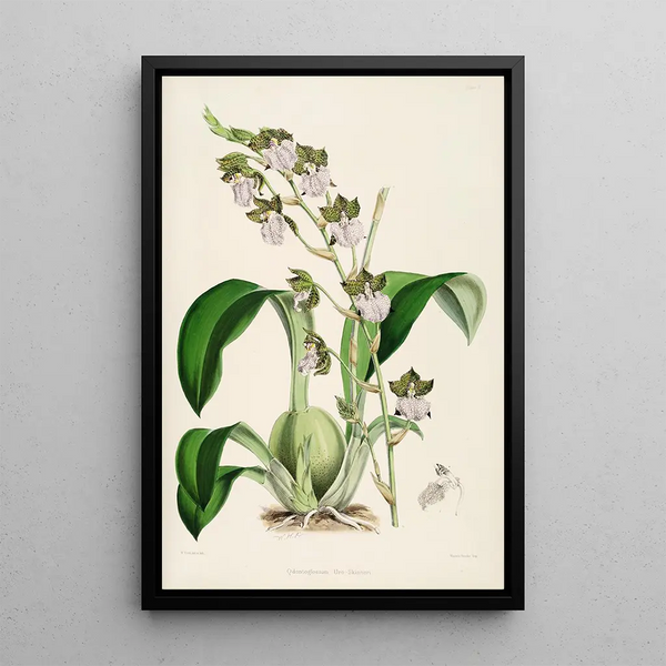A monograph of Odontoglossum Pl01 - James Bateman — framed artwork on a wall