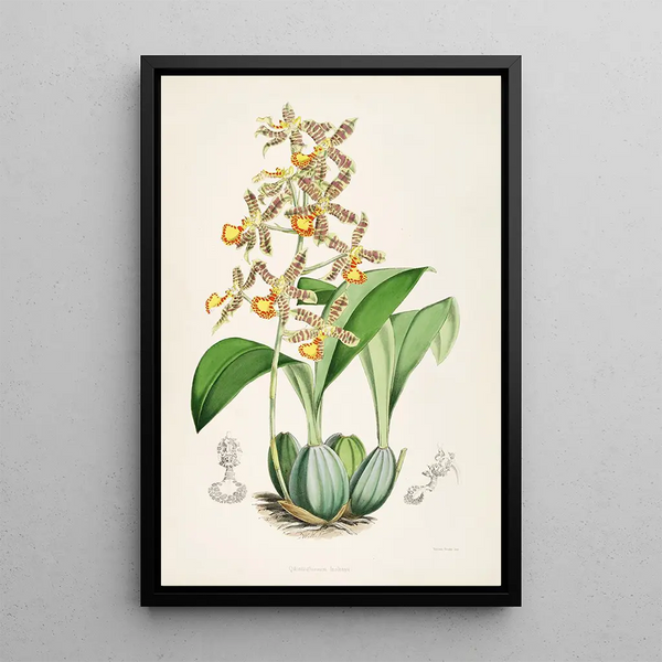 A monograph of Odontoglossum Pl03 - James Bateman — framed artwork on a wall