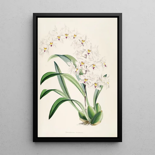A monograph of Odontoglossum Pl04 - James Bateman — framed artwork on a wall