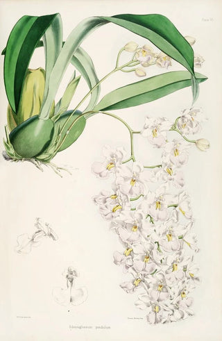 James Bateman - A monograph of Odontoglossum Pl05.webp