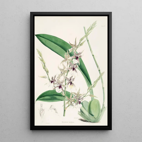 A monograph of Odontoglossum Pl06 - James Bateman — framed artwork on a wall