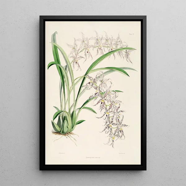 A monograph of Odontoglossum Pl08 - James Bateman — framed artwork on a wall