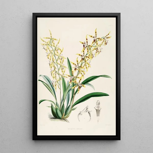 A monograph of Odontoglossum Pl10 - James Bateman — framed artwork on a wall