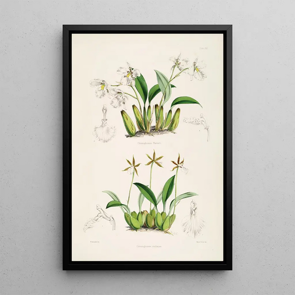 A monograph of Odontoglossum Pl12 - James Bateman — framed artwork on a wall
