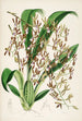 a monograph of Odontoglossum Pl15 - James Bateman — artwork view