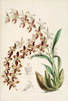A monograph of Odontoglossum Pl16 - James Bateman — artwork view