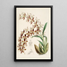 A monograph of Odontoglossum Pl16 - James Bateman — framed artwork on a wall