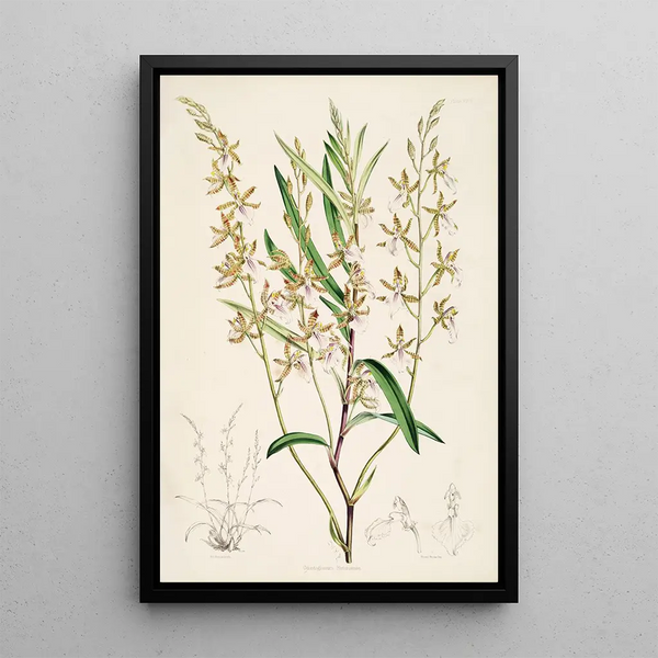 A monograph of Odontoglossum Pl17 - James Bateman — framed artwork on a wall