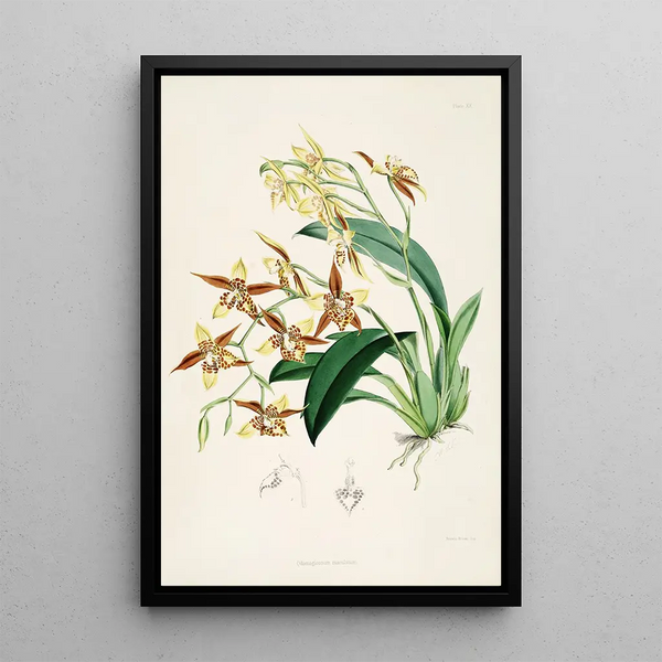a monograph of Odontoglossum Pl19 - James Bateman — framed artwork on a wall